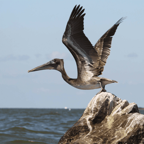 Louisiana coastal survey scene